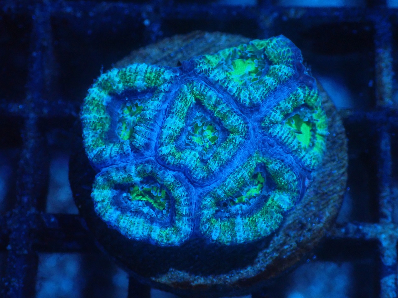 Loadhowensis Green 12