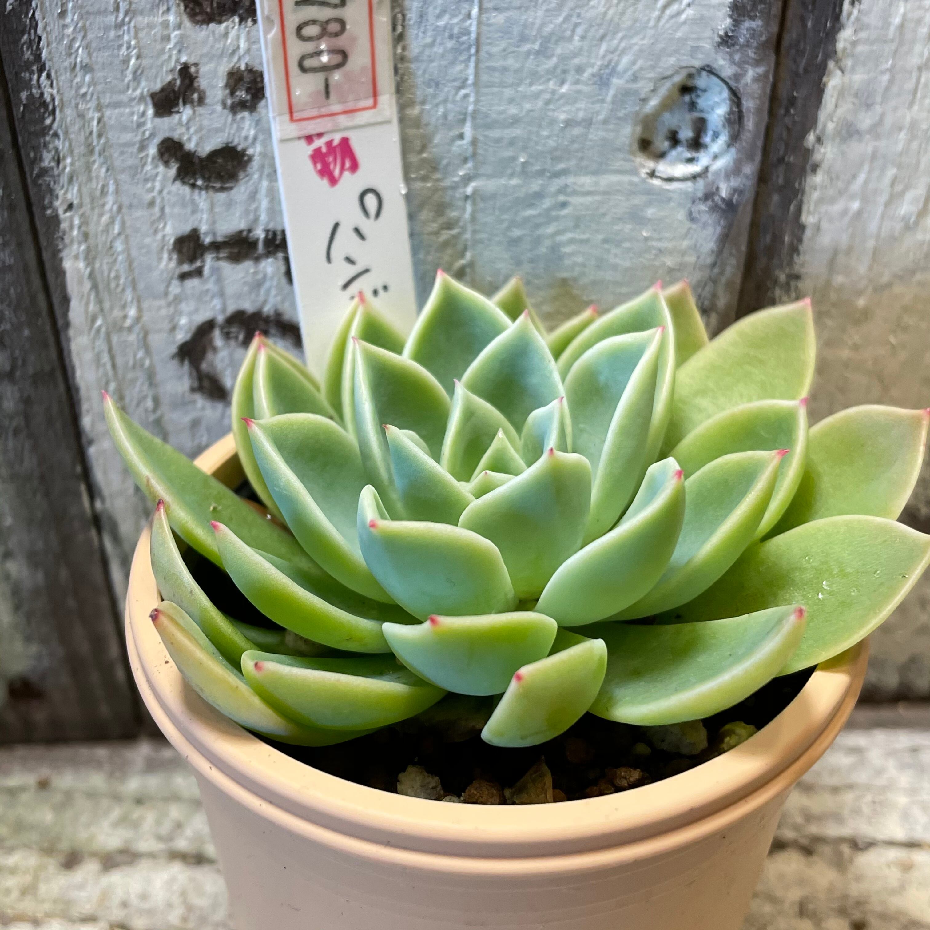 多肉植物 パンジー Autos Honda Com Pe