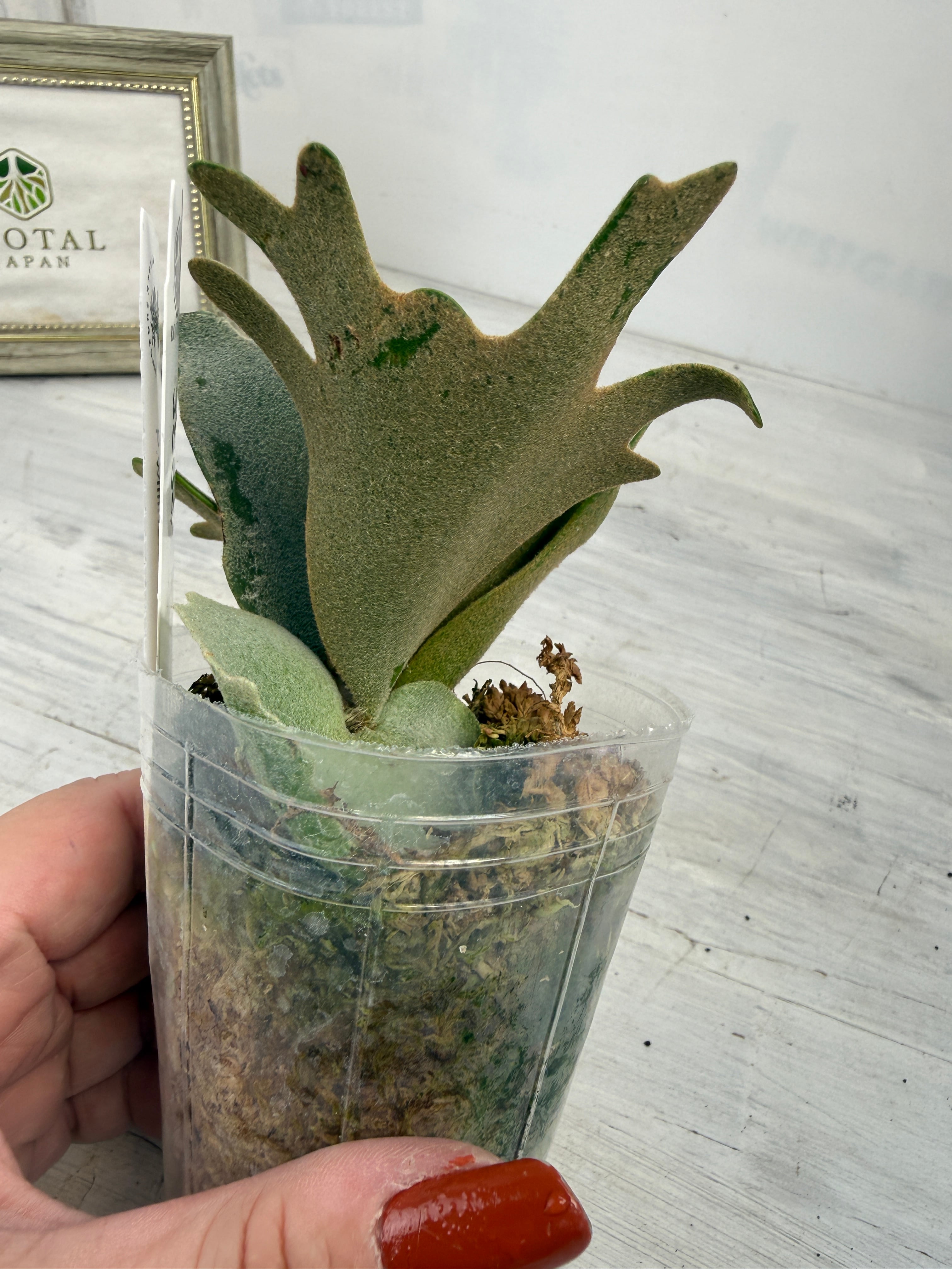 観葉植物 ビカクシダ OMG spore 株分