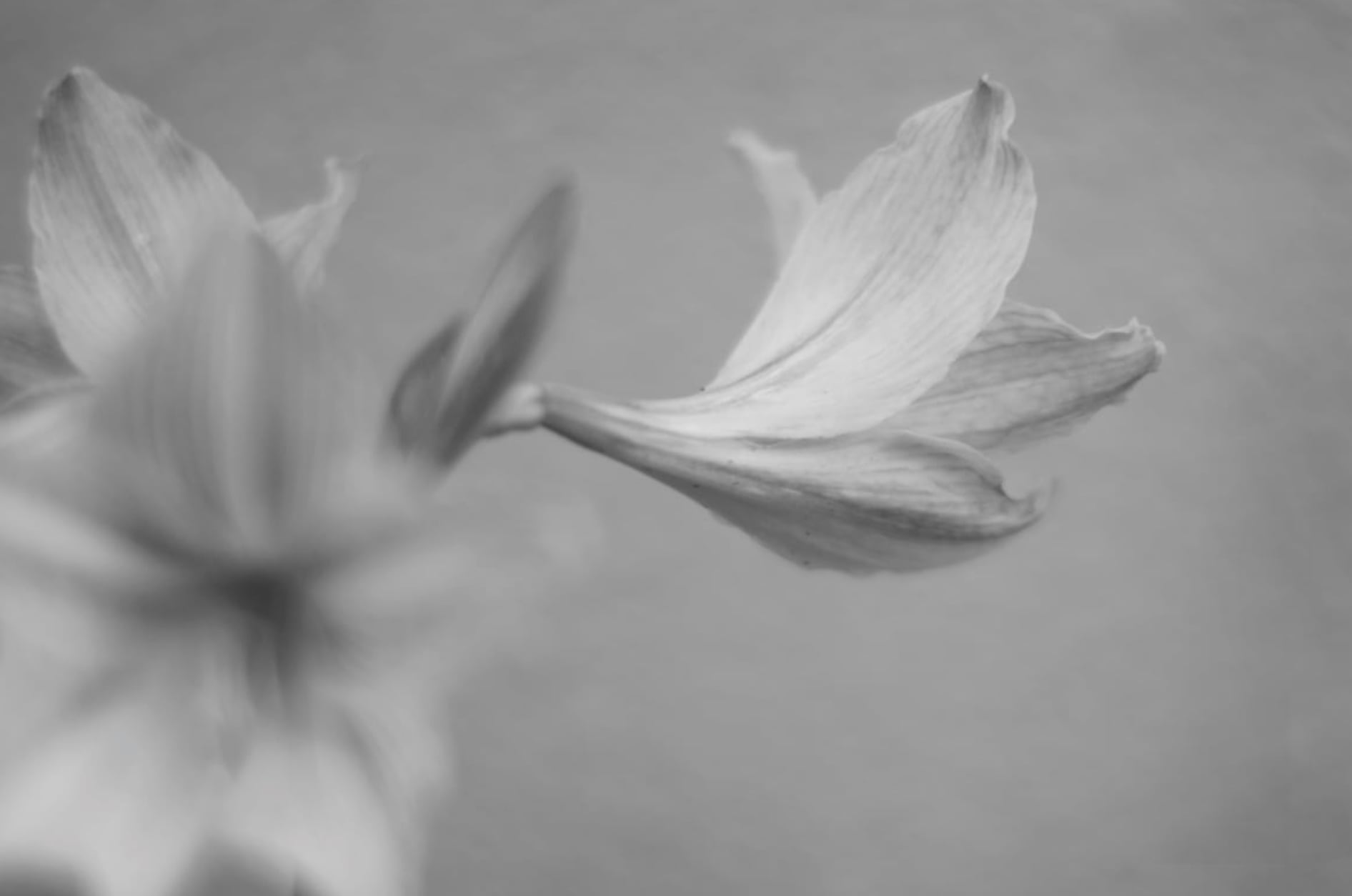 Yuri (black wooden frame 61cm×91cm付き)