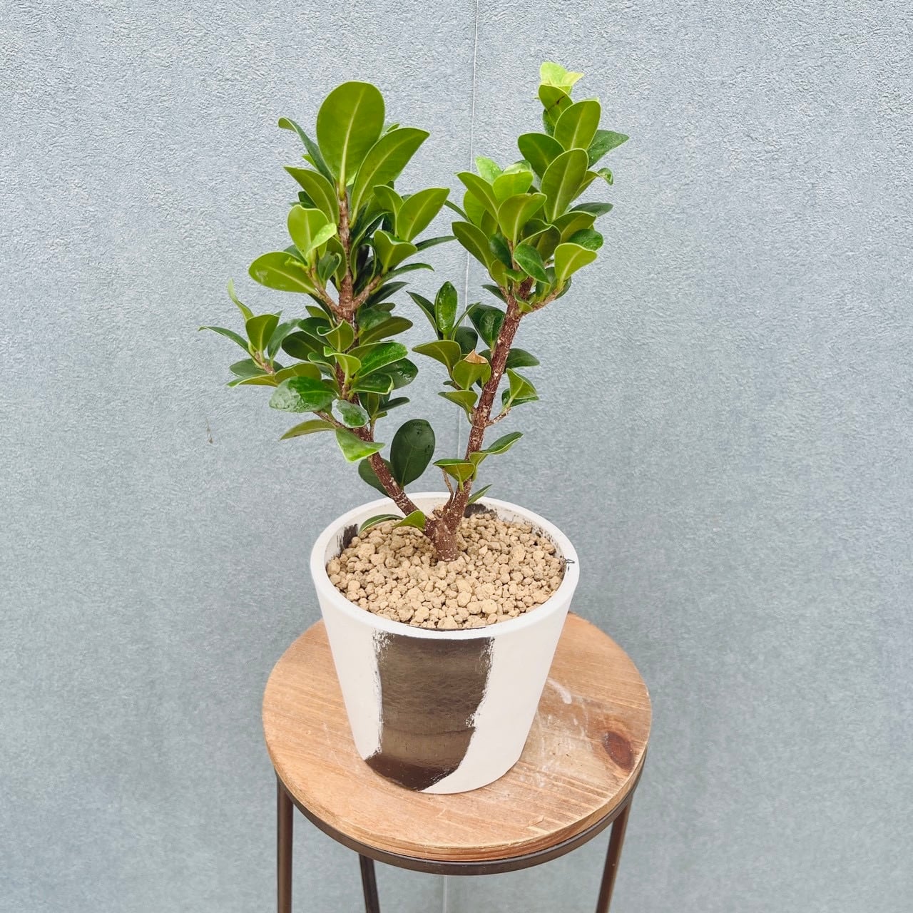 現品］【希少】1番 オキナワコバガジュマル 4号 観葉植物 室内 レア