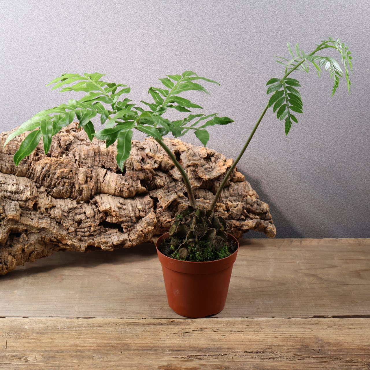 659『リュウビンタイ』 観葉植物【送料無料】 | MARX PLANTS | 観葉