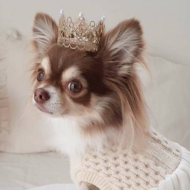 Gold lacecrown 【ペット用】