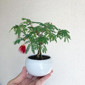 赤花のヒネム 　白鉢　<H5>