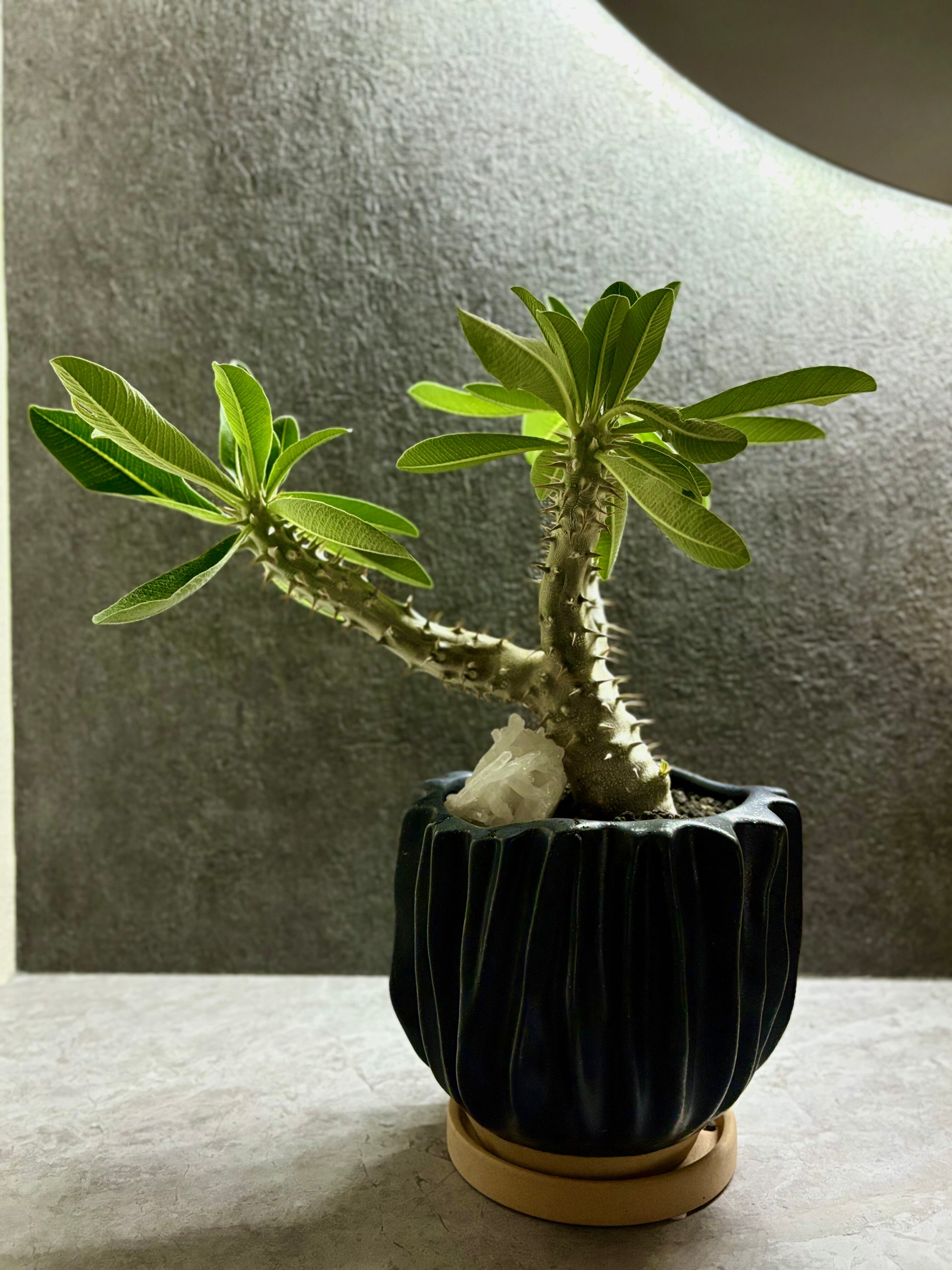 Deuterocohnia brevifolia ssp. chlorantha デウテロコニア ブレビ