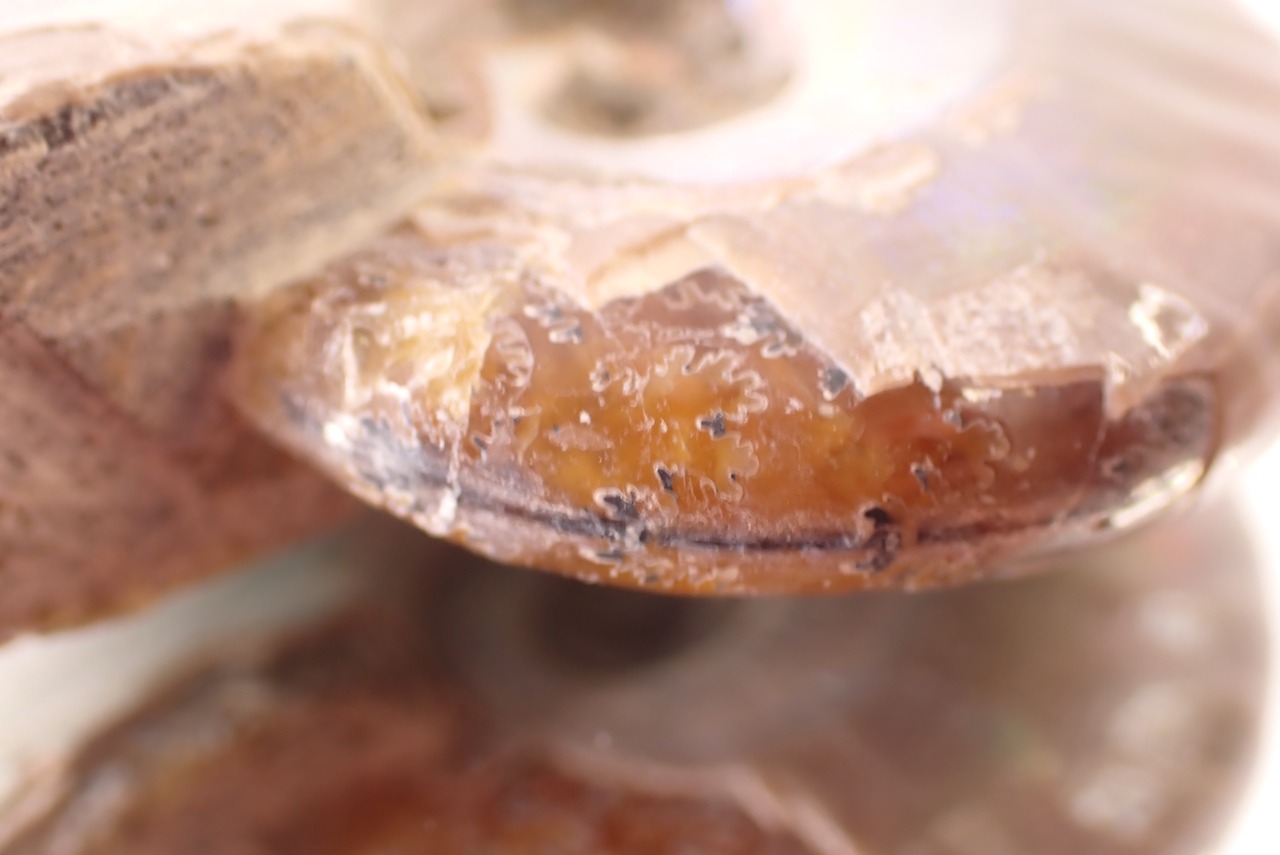 アンモナイト　19.41g　[D11‐524]