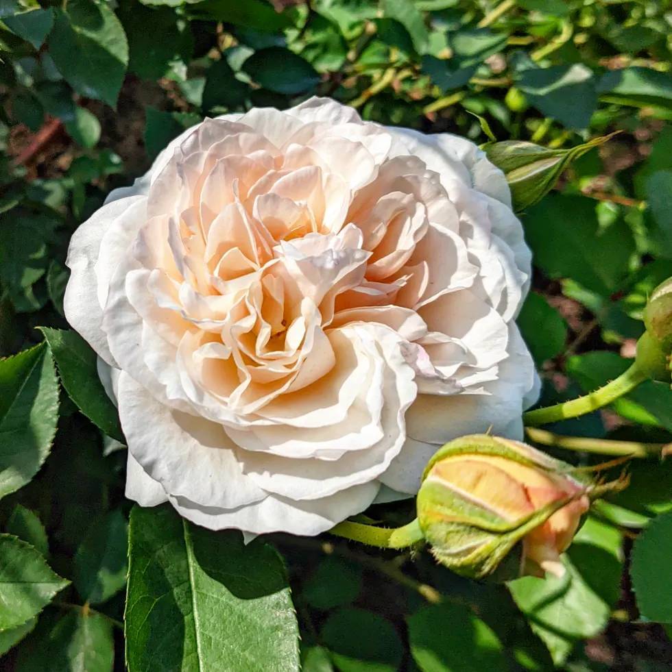 ペルディータ | 天空のバラ園(無農薬バラ苗・花苗・クレマチス・ハーブ