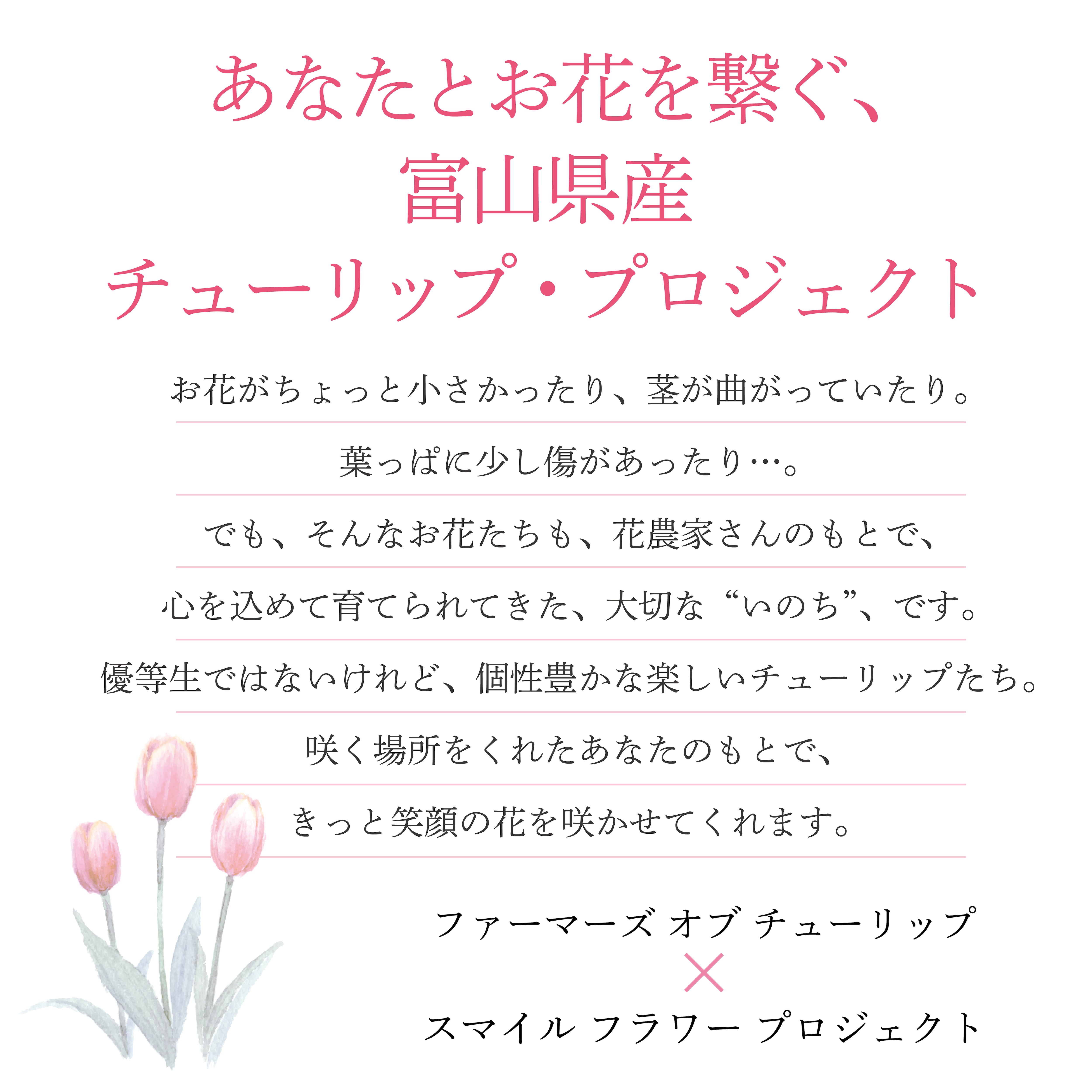 ワケあり チューリップ 50本〈富山県産〉☆規格外ですが、新鮮です