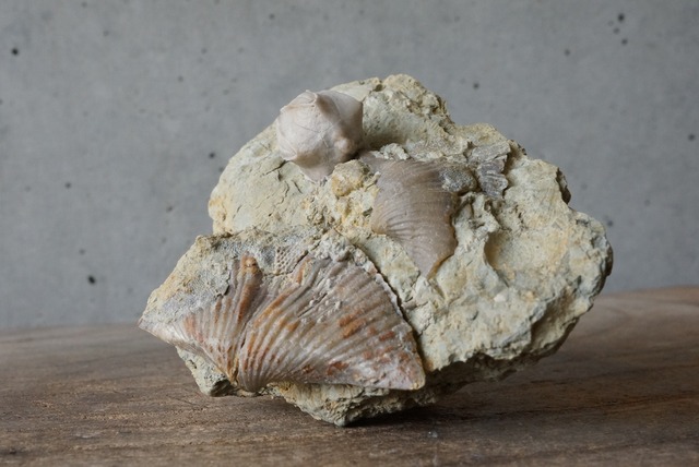 ウミツボミ / スピリフェリナ化石  Pentremites sp. / Spiriferina