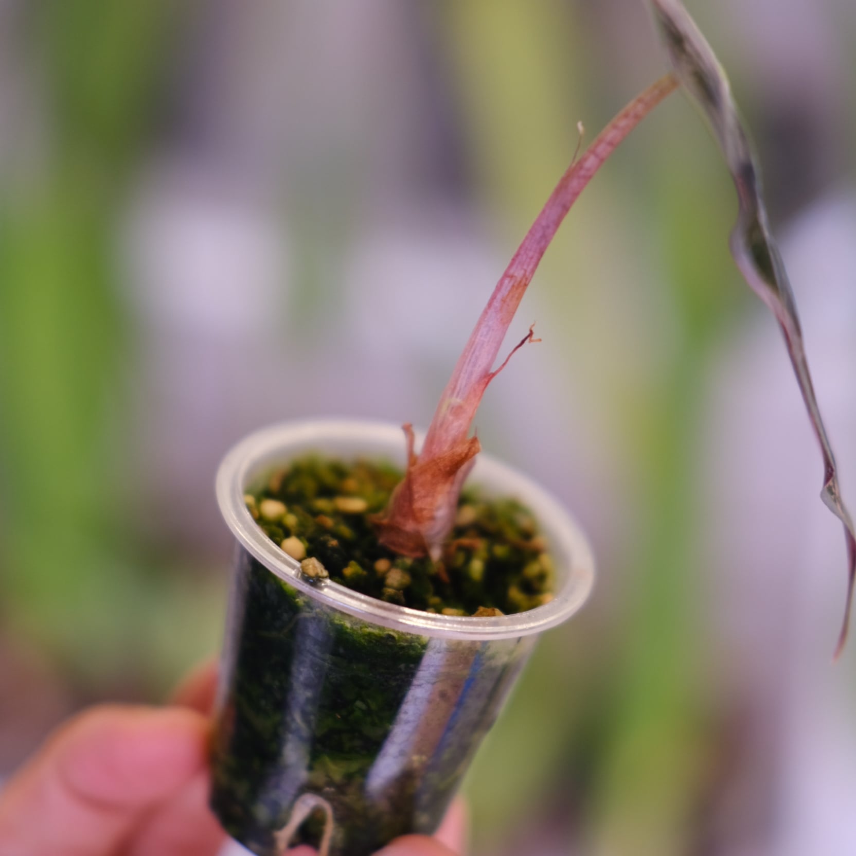 Alocasia Amazonica Polly Pink varigated│アロカシア アマゾニカ