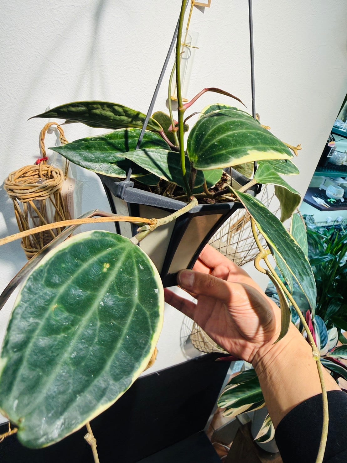 ホヤ マクロフィラ バリエガータ 観葉植物 5号 吊り ハンギング 希少