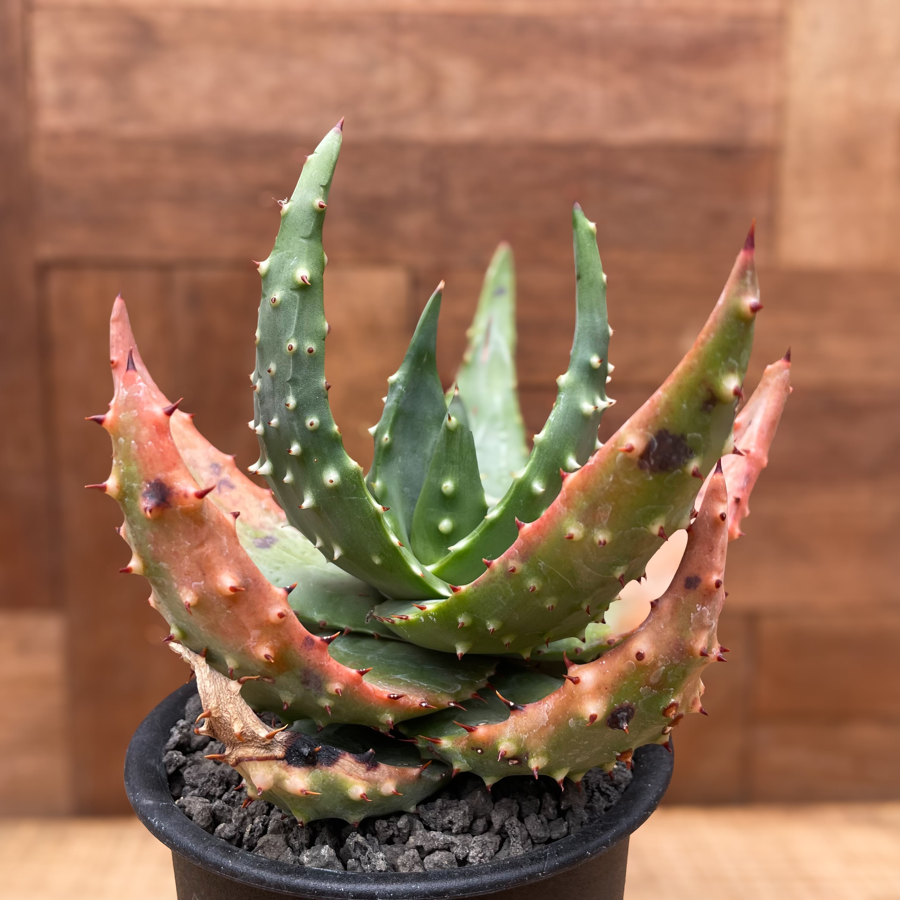 アロエベラ 抜き苗 2つ アロエベラ 抜き苗 2つ 【公式通販】