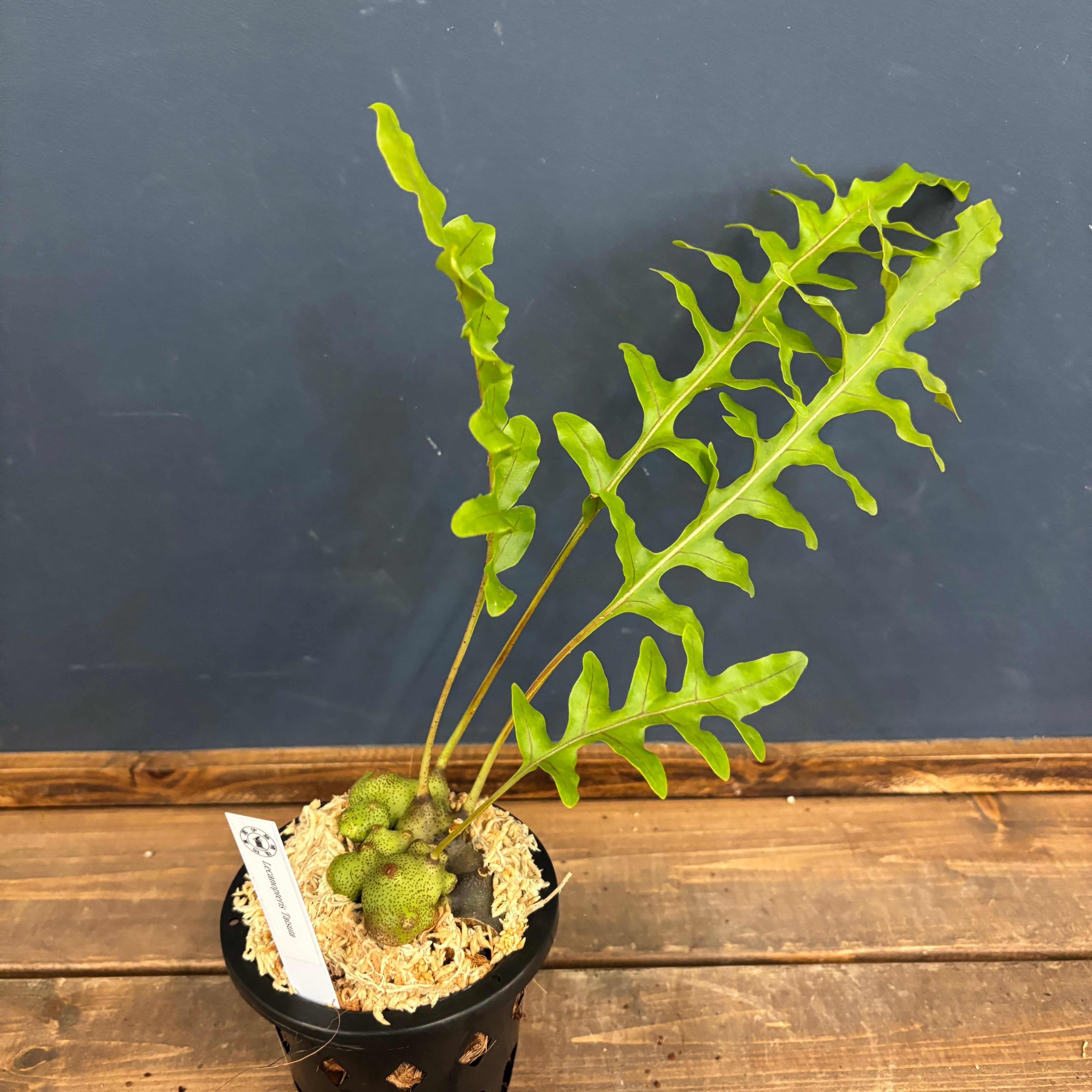 JAPAN フラワー・ガーデニング レカノプテリス バルゴイ Lecanopteris