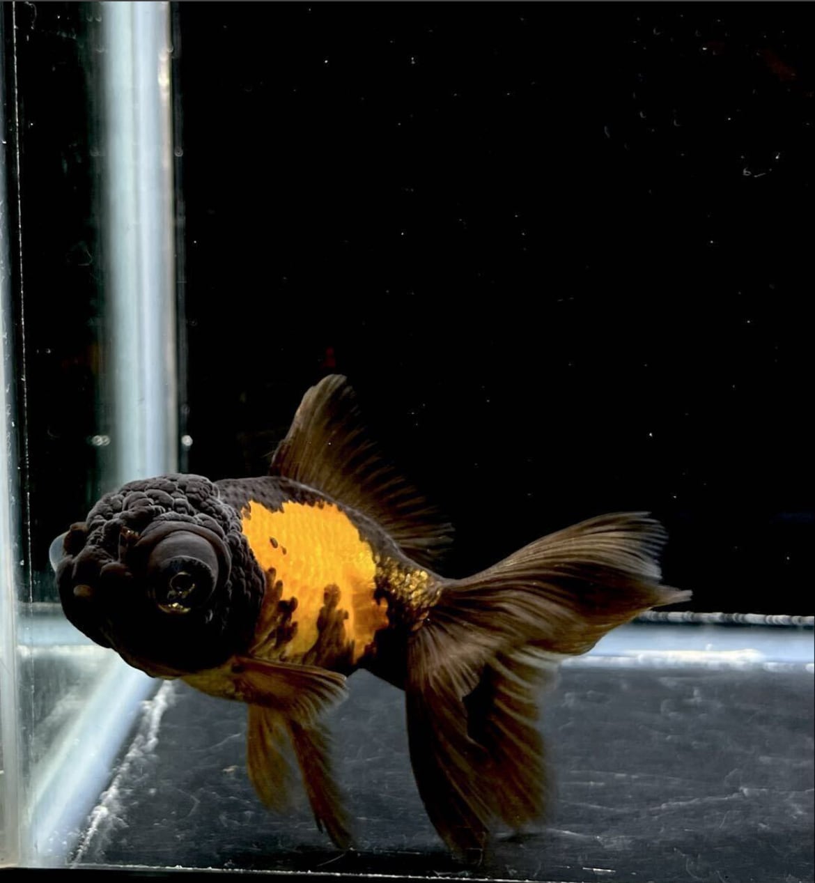 中国便 赤黒 竜眼 オランダ トリカラー系 現物個体 美柄 約10cm No1