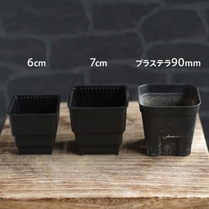 【受注後発注】Meshpot STANDARD 6cm 100個セット