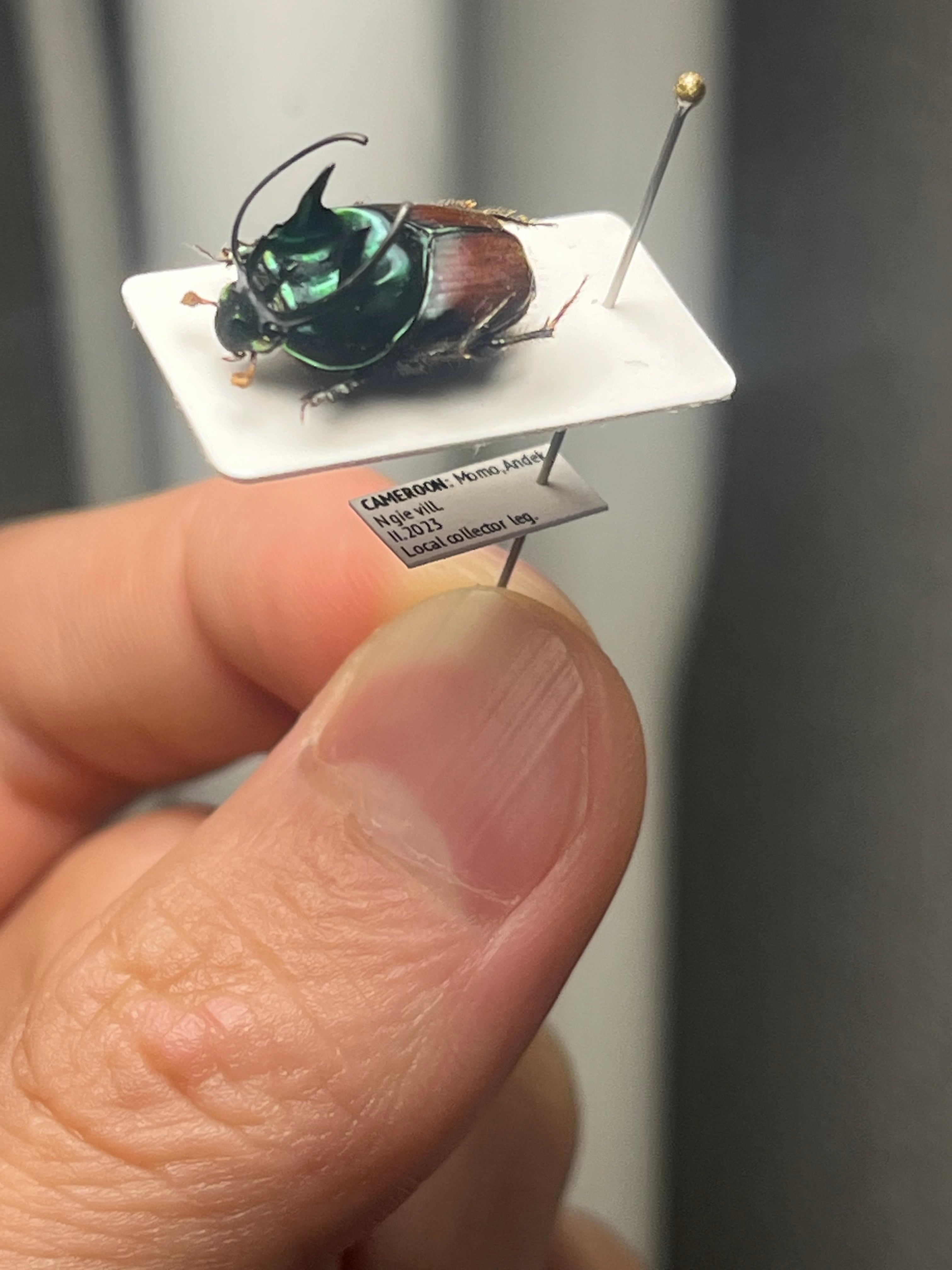 14mm♂】緑シカツノエンマコガネ フンチュウ糞虫昆虫標本甲虫