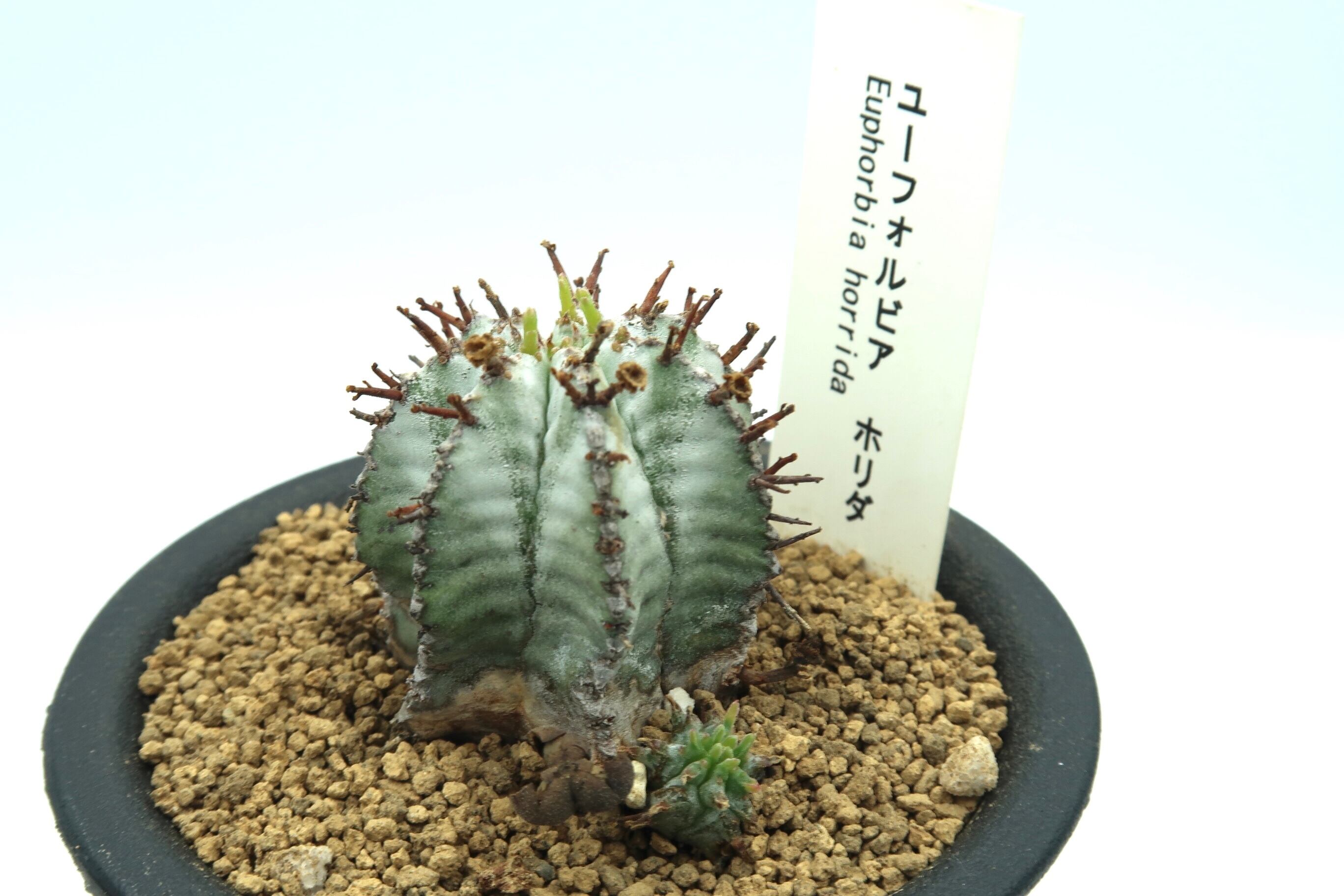 165円 60 Off ユーフォルビア ホリダ ノースベルデンシス 魁偉塔 Euphorbia Horrida V Noorsveldensis 165円 60 Off ユーフォルビア ホリダ ノースベルデンシス 魁偉塔 Euphorbia Horrida V Noorsveldensis