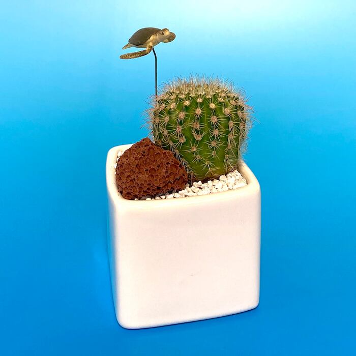 受注生産品 ポット2種類 ウミガメ サボテン Su 01umigame 観葉植物 亀 夏 さぼてん カクタス インテリア グリーン ミニチュア かわいい 動物 フィギュア 三和ポチット