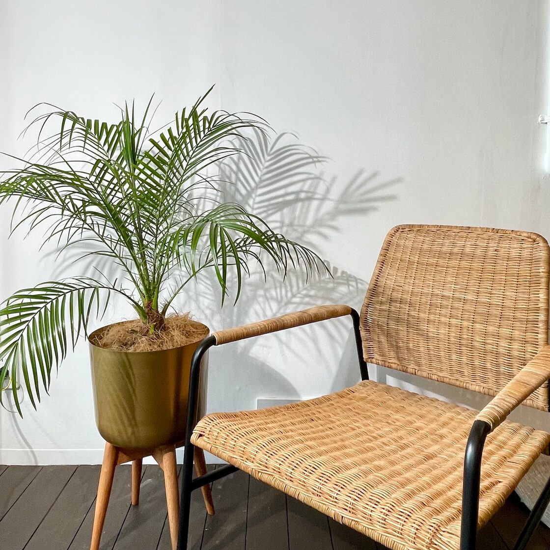 フェニックスロベレニーセット(植物:フェニックスロベレニー + 