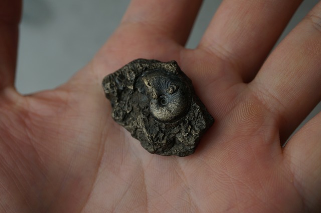 イギリス産黄鉄鉱化アンモナイト  Pyritized Ammonite 2308