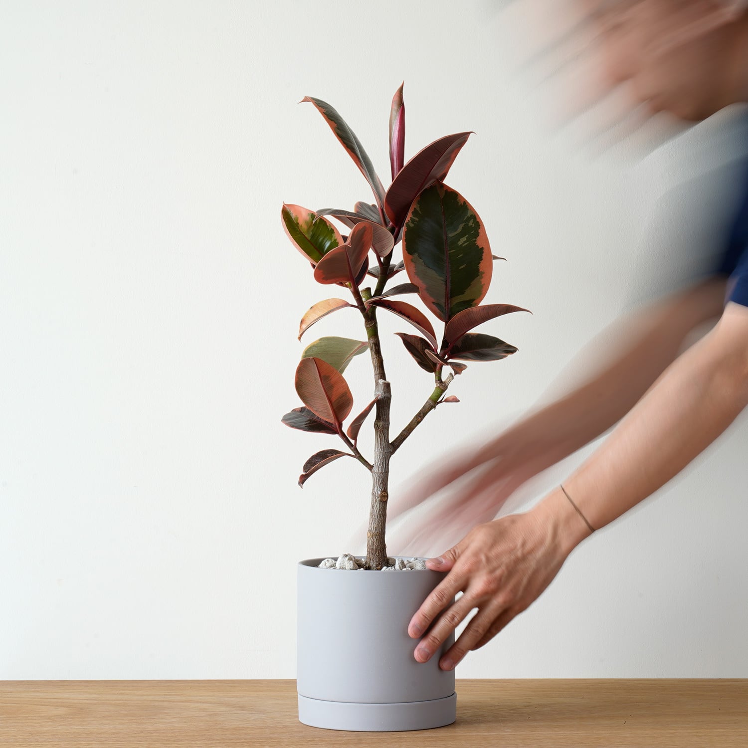 AYANAS（アヤナス）｜観葉植物のセレクトショップ・通販
