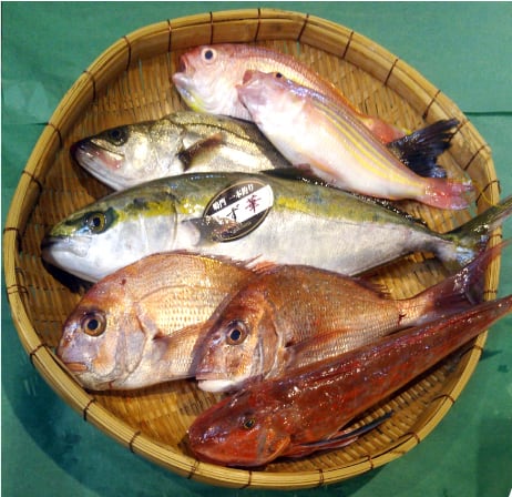 朝ぜり鮮魚便 6,000円BOX【魚匠出品】 | 徳島魚市場