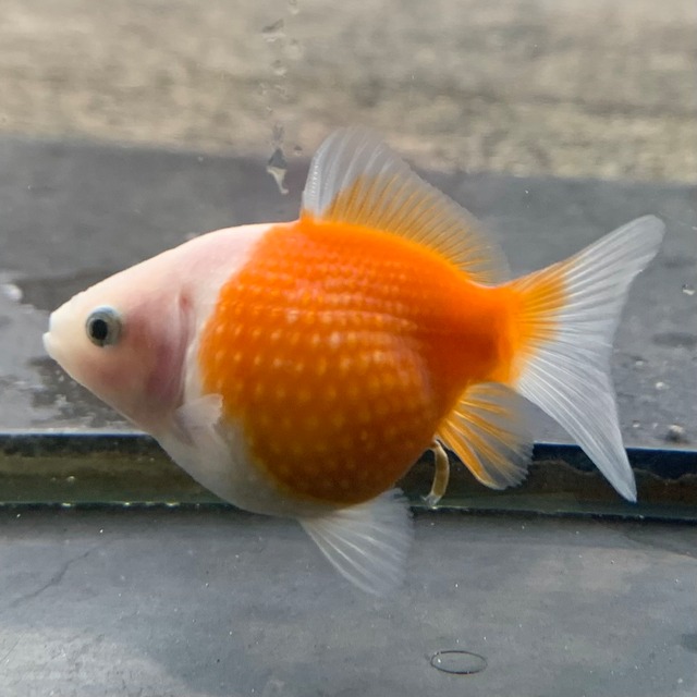 【国産 金魚】ちょうちんパール （5〜6cm前後/赤勝ちさらさ/SAKURAさらさ2023年）
