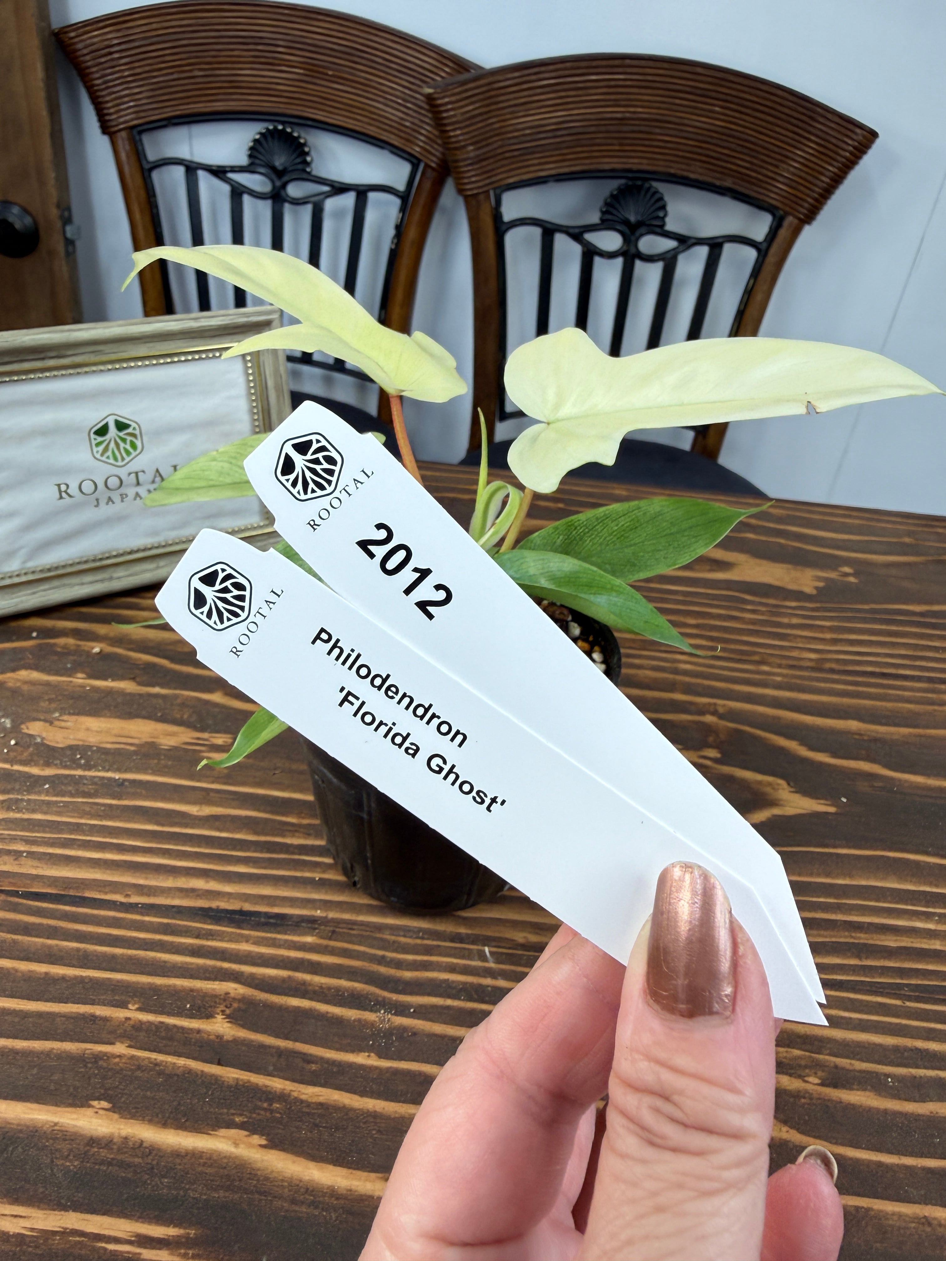 ★2012【不思議なゴーストリーフ】フィロデンドロン フロリダゴースト(3.5号ポット)
