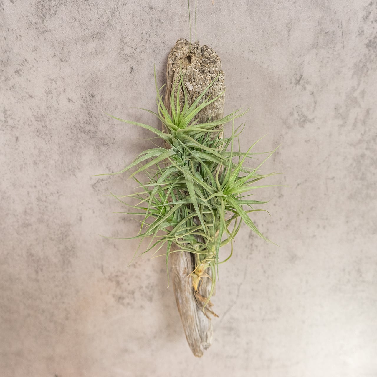 ティランジア・ベルゲリ（流木ハンギング仕立て） 美しく重なり合う葉の造形美とクランプの力強さを楽しむ一点物セレクション