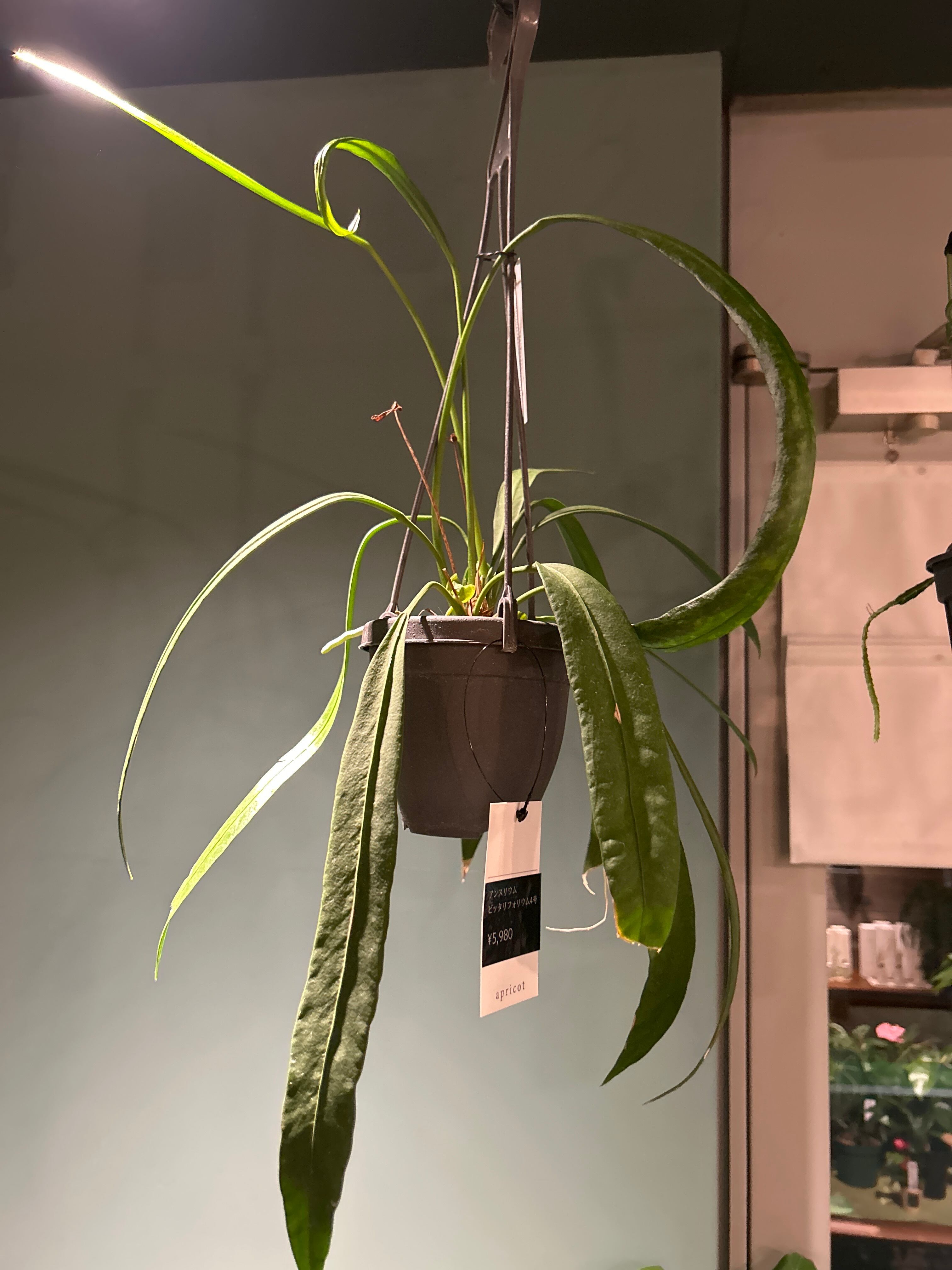 アンスリウム ビッタリフォリウム4号 | 植物との暮らし apricot