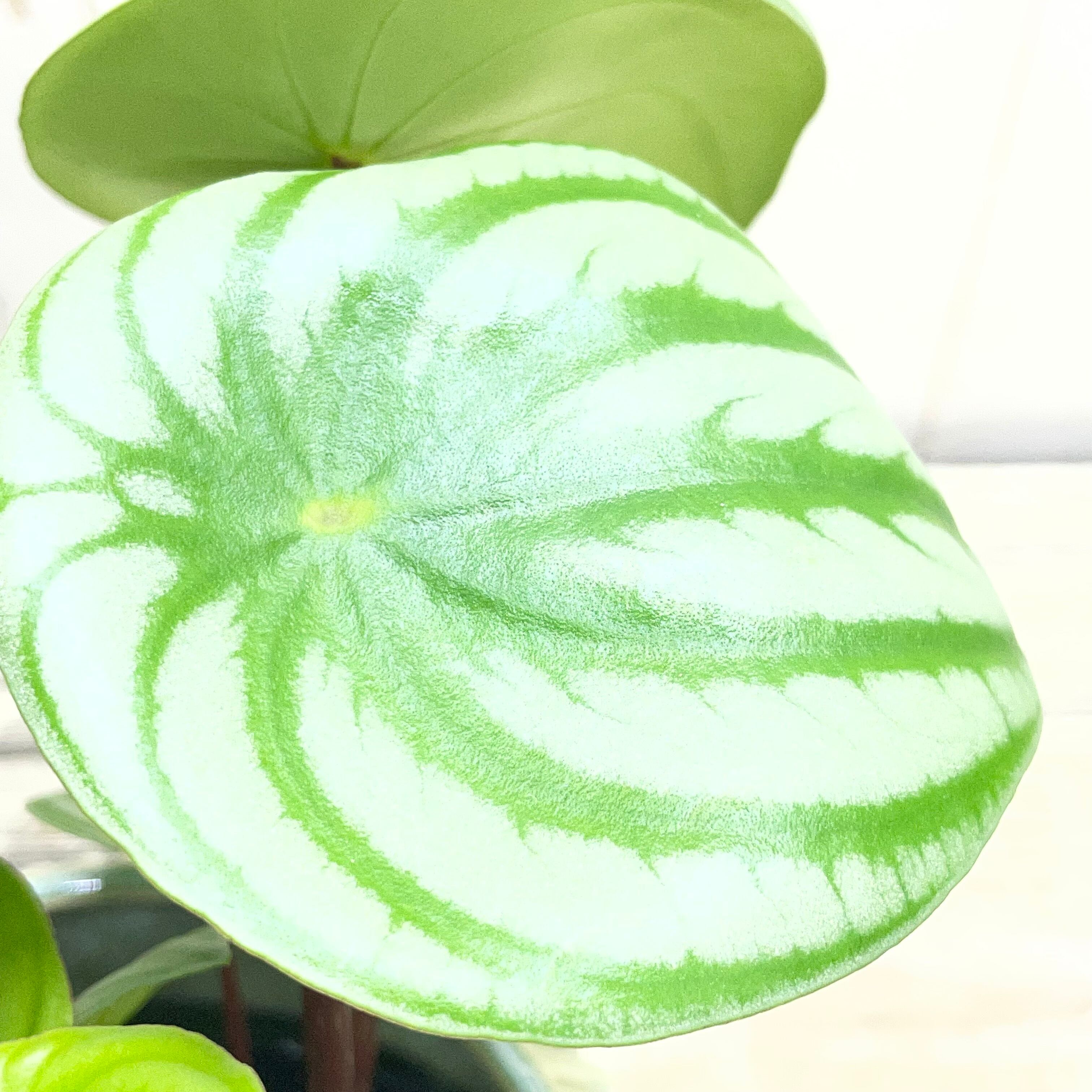 スイカぺぺ ペペロミア・サンデルシー 3.5号 観葉植物 インドア