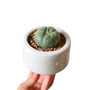 ロホホラ 銀冠玉(花)