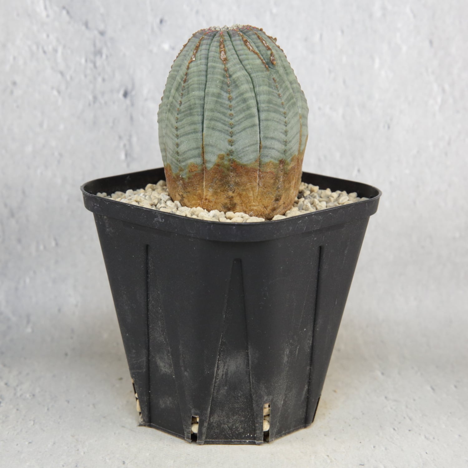 ガムケンシス×ブレビラマ　良型　ハイブリッド　タコもの　木質化　ユーフォルビア ガムケンシス×ブレビラマ 良型 ハイブリッド タコもの 木質化