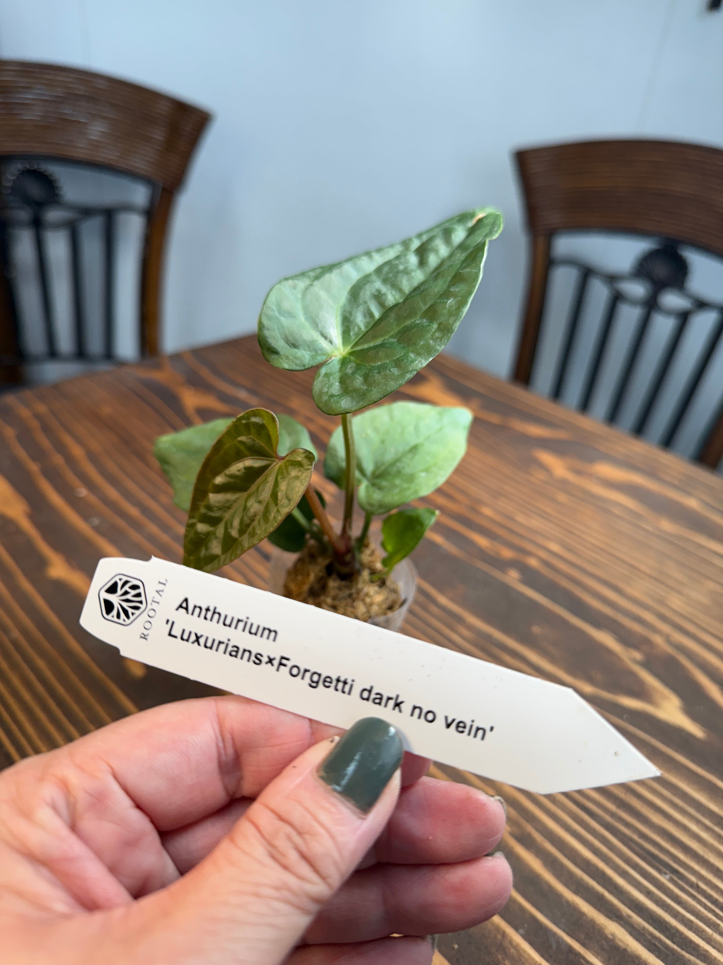 【買わなきゃ損!!】★アンスリウム ルクスリアンス×フォルゲッティダークノーベイン(口径5㎝ポット)※お任せ株