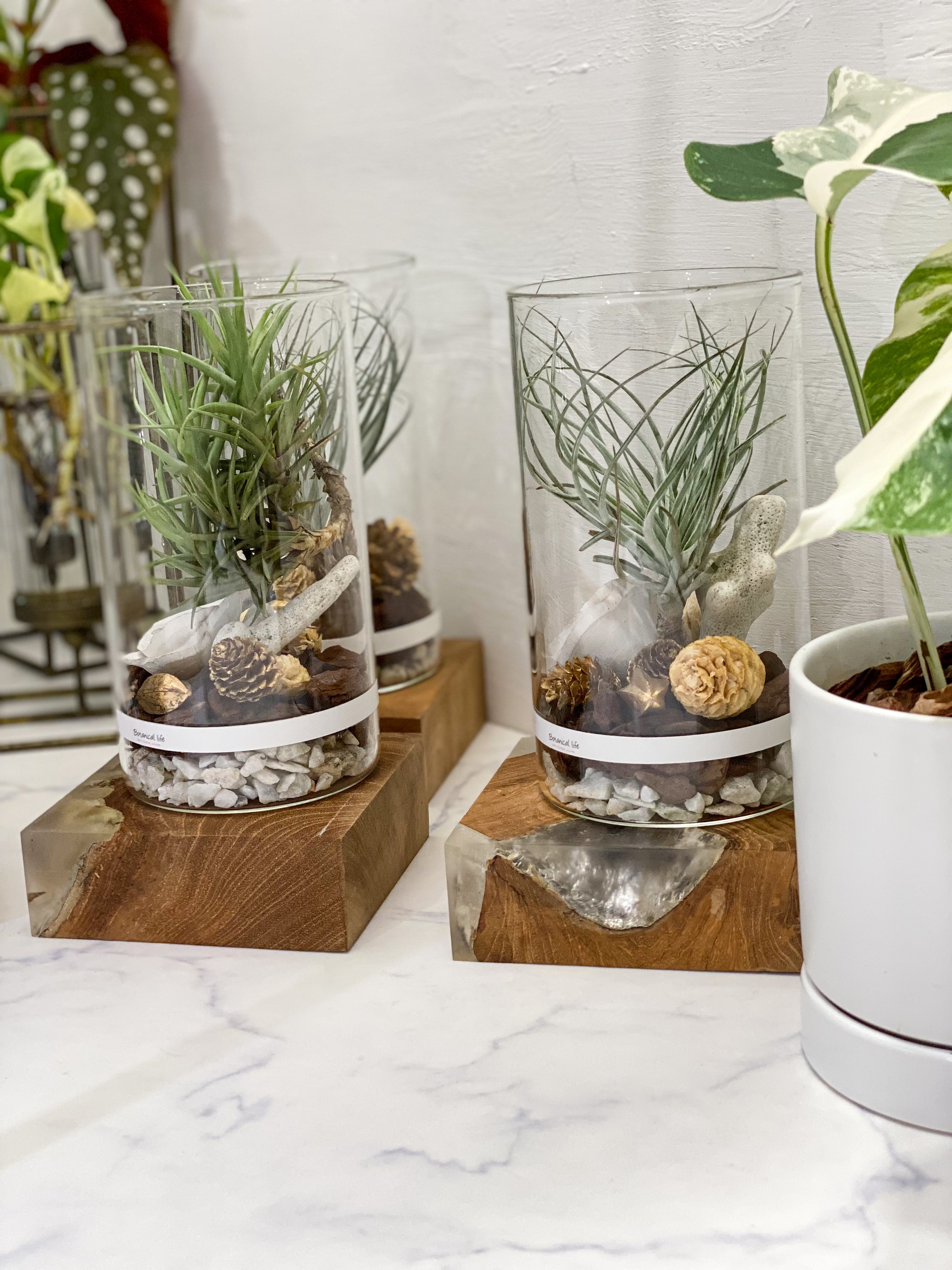 エアープランツ付きガラスハンギングテラリウム エアプランツ ガラスドームハンギングタイプ チランジア | 神戸