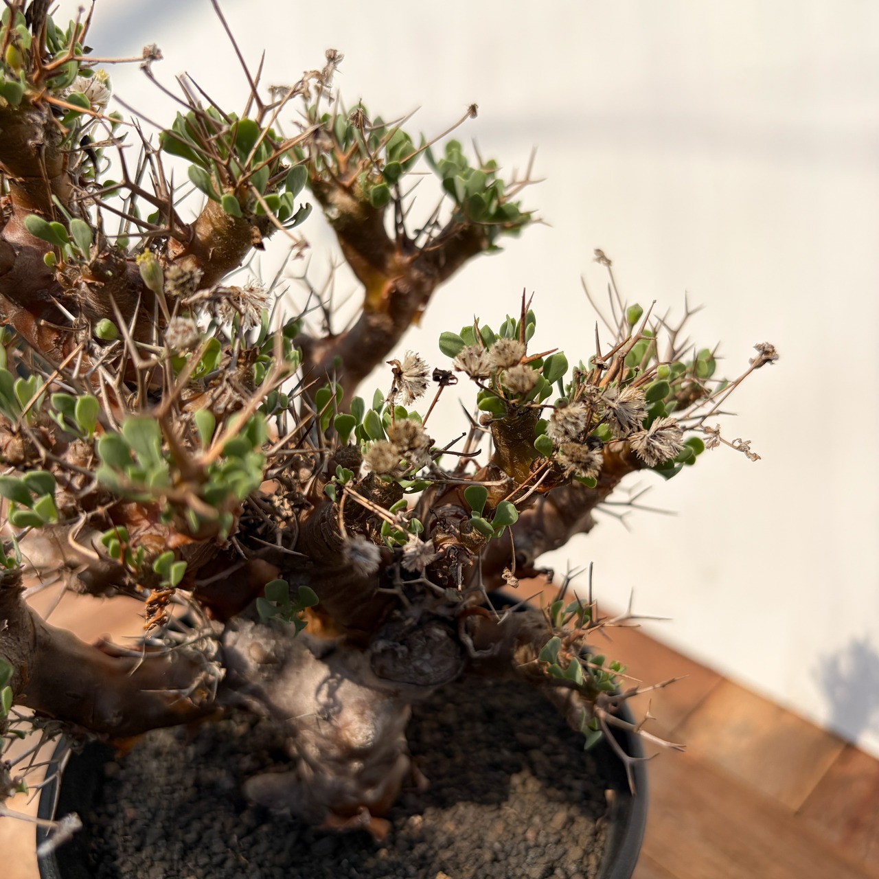 Othonna euphorbioides【オトンナ・ユーフォルビオイデス・実生】