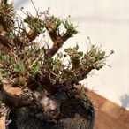 Othonna euphorbioides【オトンナ・ユーフォルビオイデス・実生】