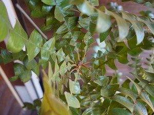 【現物】バンクシア ”グランディス” 8号 A