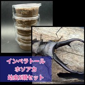 《インペラトールホソアカ 幼虫5頭セット》