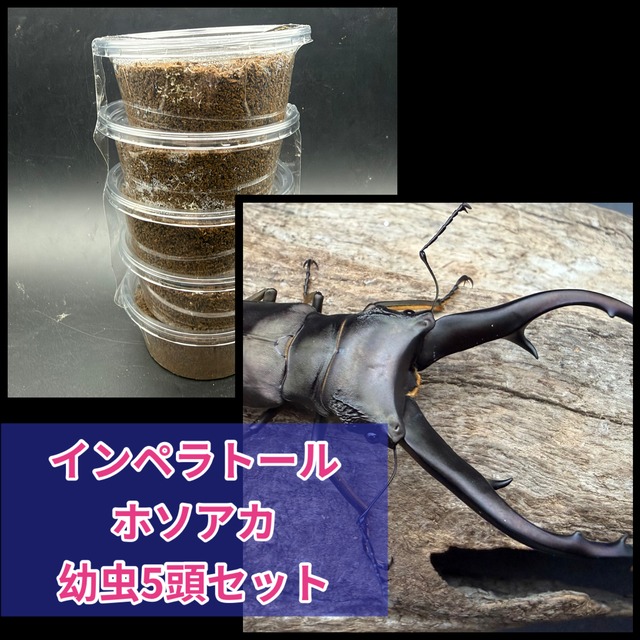 《インペラトールホソアカ 幼虫5頭セット》