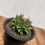 Obregonia denegrii【オブレゴニア・帝冠・実生】