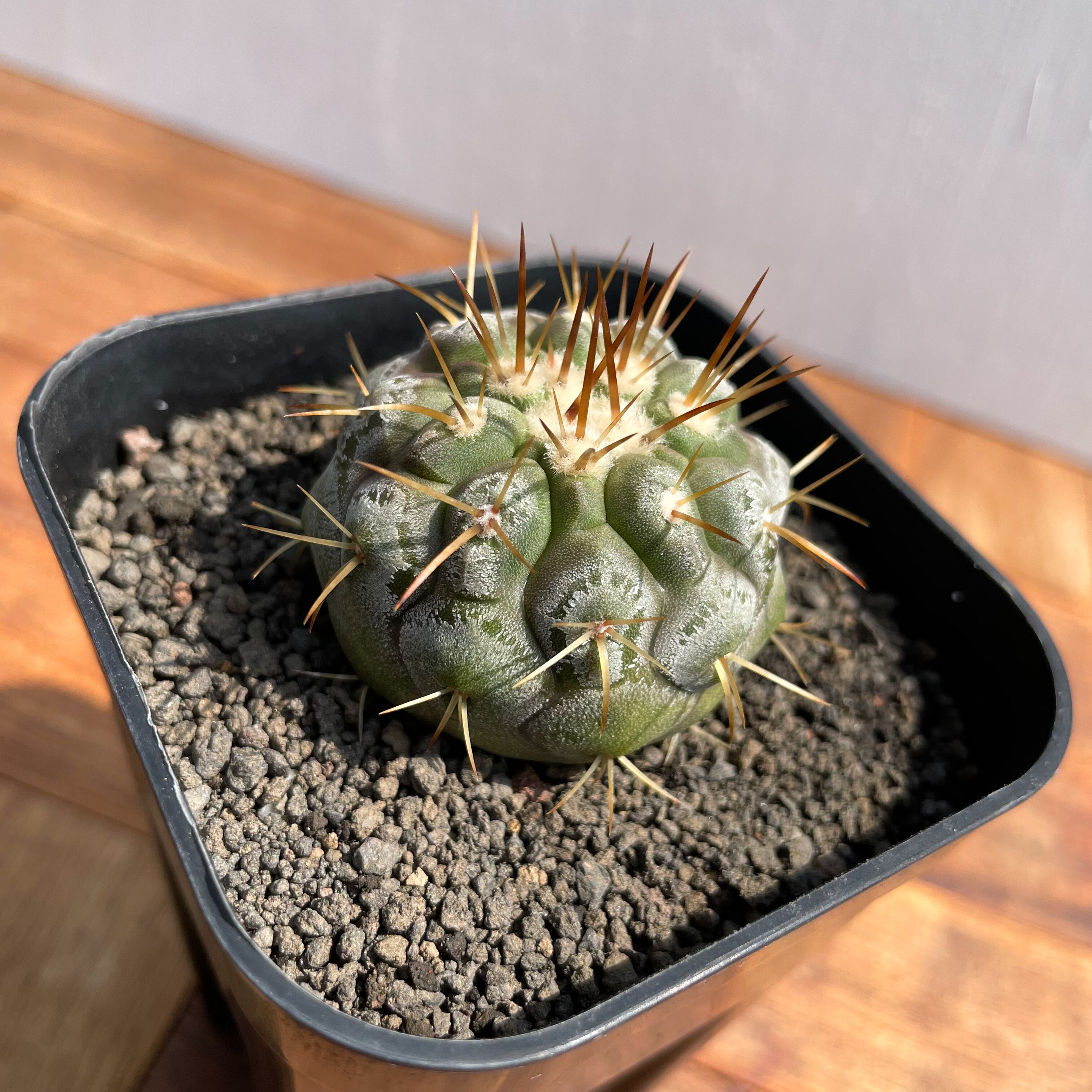 Copiapoa cinerea var. columna-alba【コピアポア・孤竜丸・実生