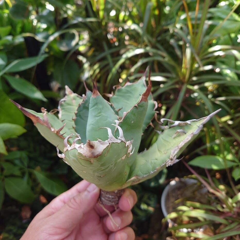 アガベ チタノタ オアハカ Agave titanota Oaxaca 11 | 多肉植物
