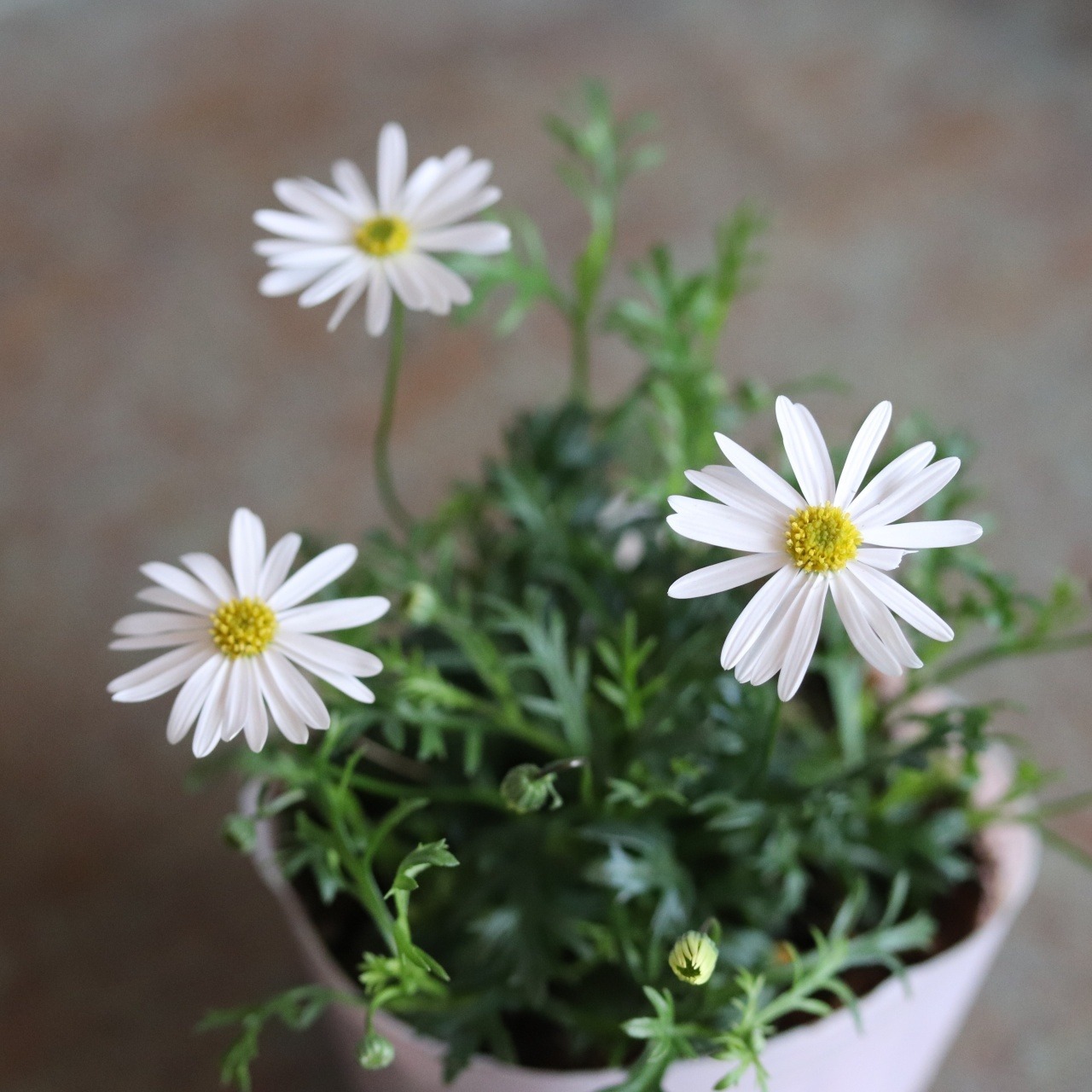 いつもお花が咲いているような・・ブラキカム　スープリームホワイト