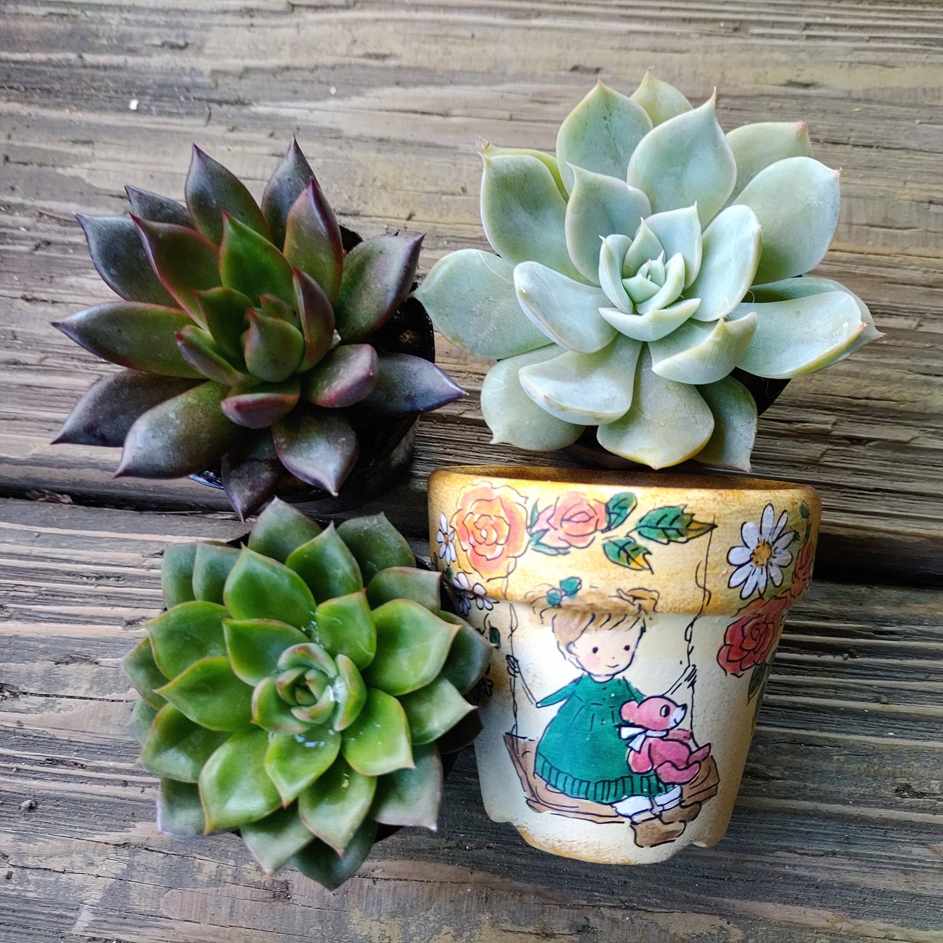 作家さん | RuPo 多肉植物専門店