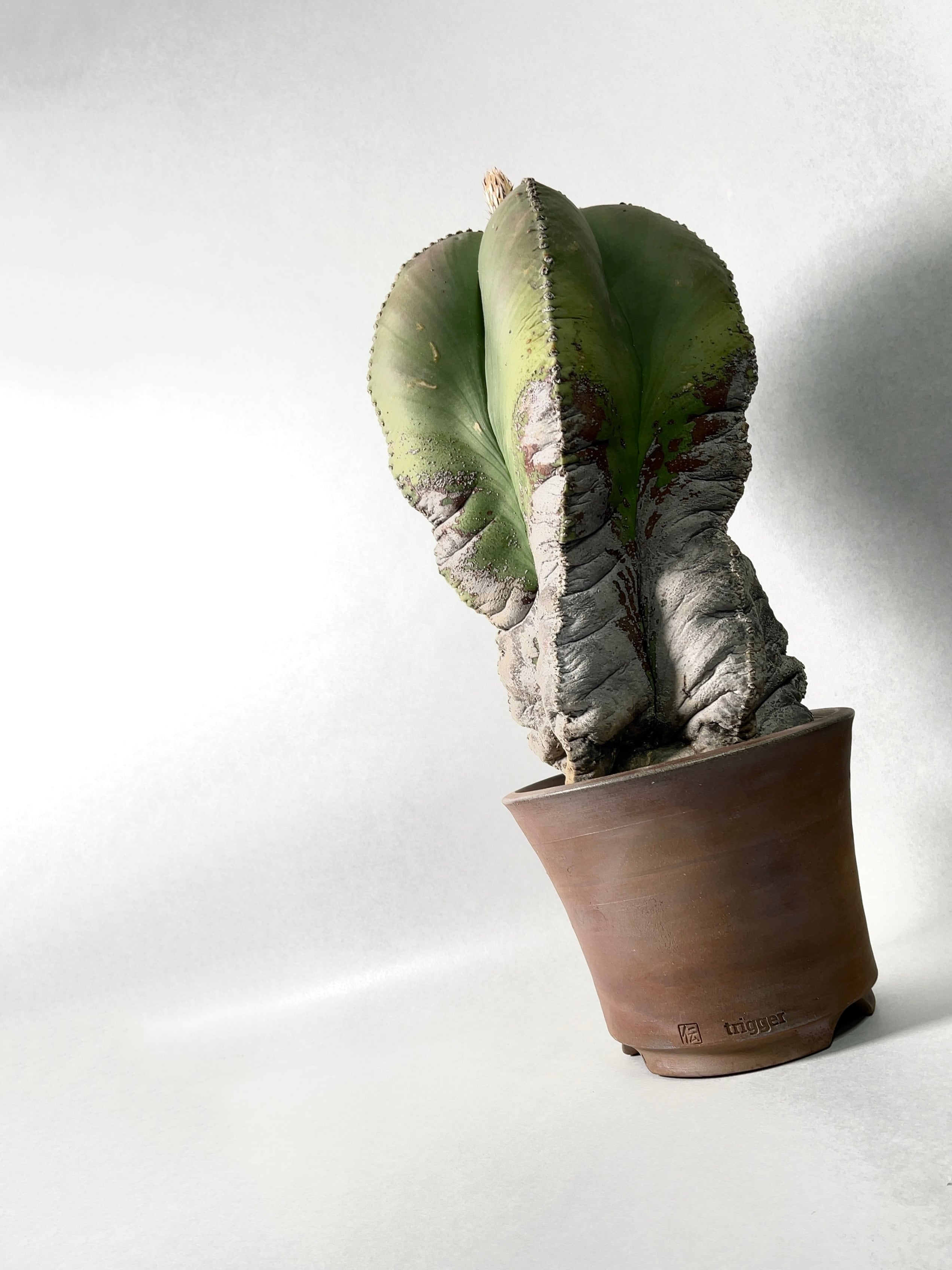 アストロフィツム・碧瑠璃鸞鳳玉 | trigger