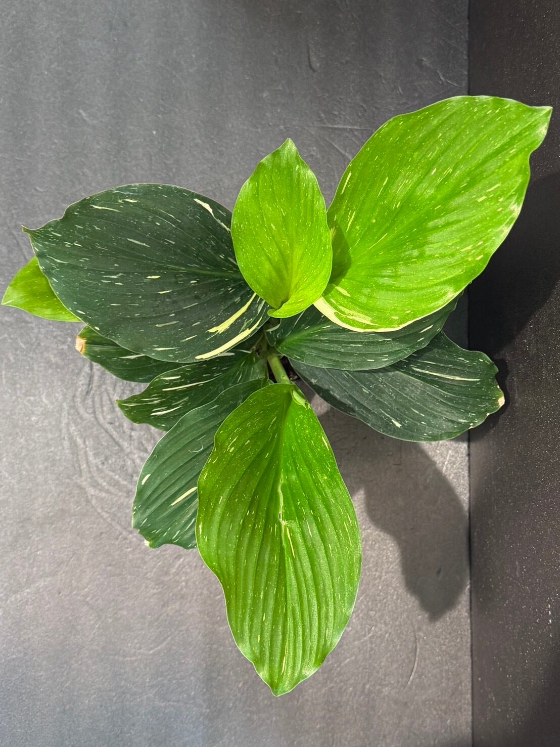 ケンフェリア・アルボ・バリエガータ ① 観葉植物 4.0号 希少 | 観葉