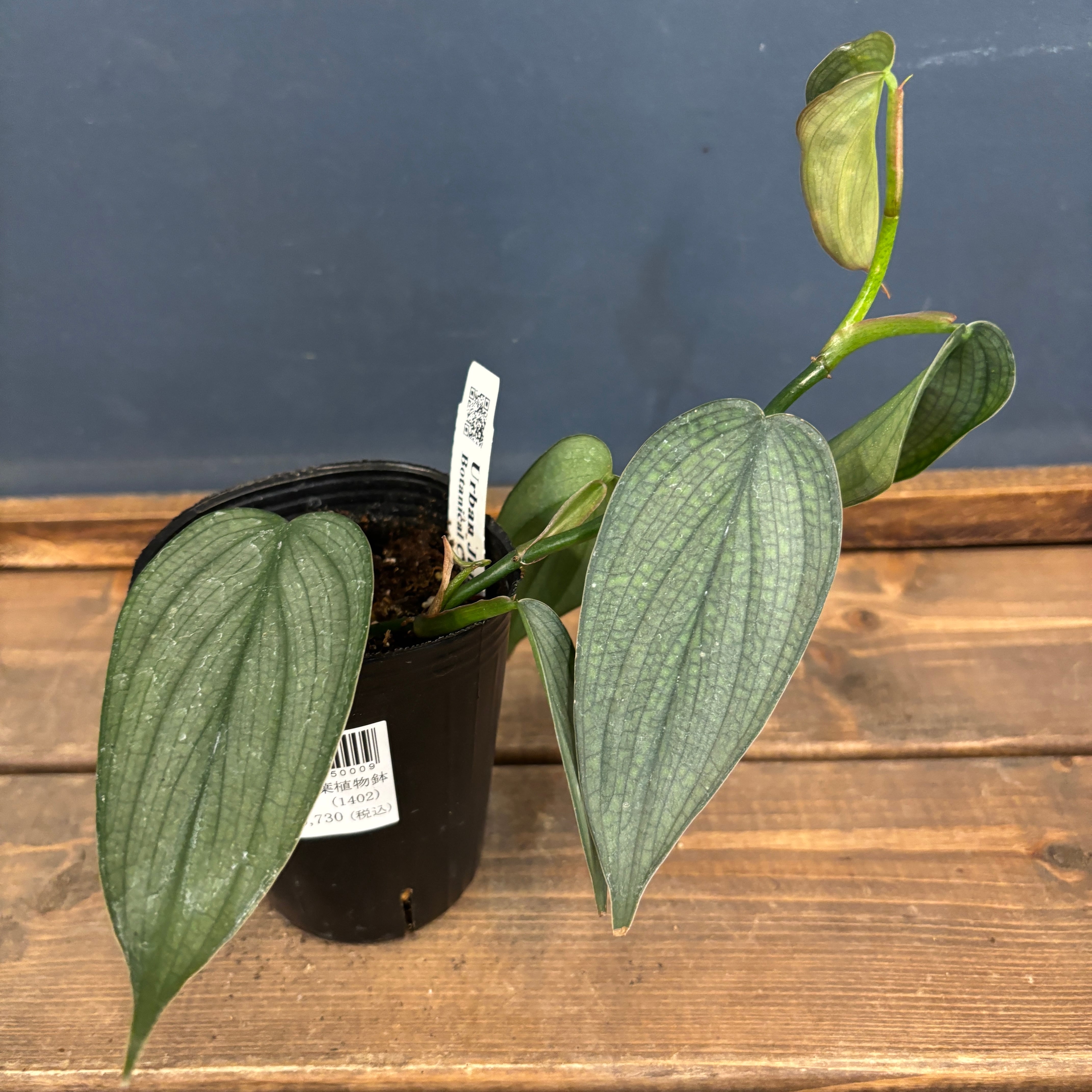 フィカス リラータ イヴォンヌ(斑入り)【747】 | PROTOLEAF