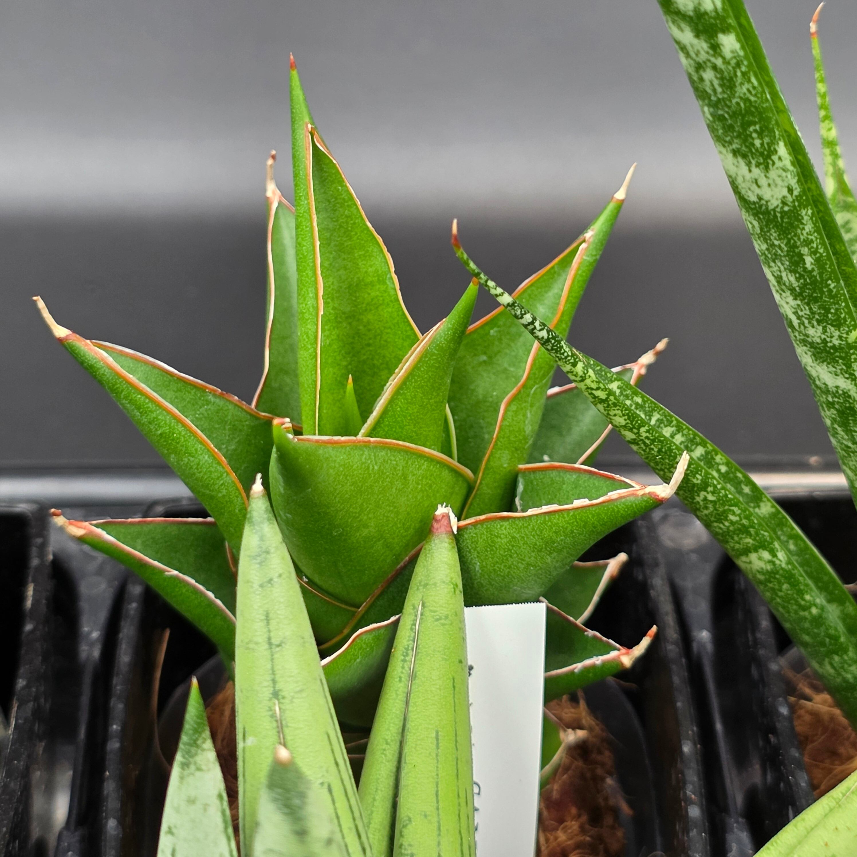 サンスベリア 希少種12品種アソートセット | BRIDGE GARDEN