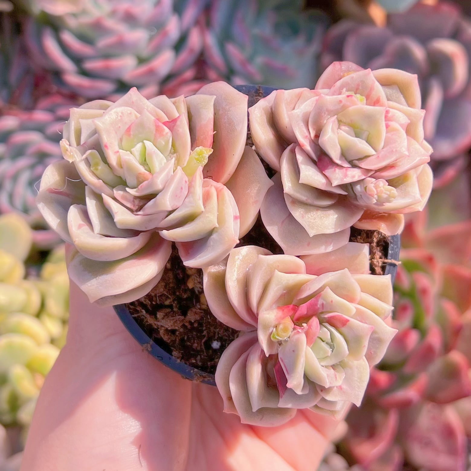 現品　ラブリーローズ錦(赤斑)#1132　るる農園